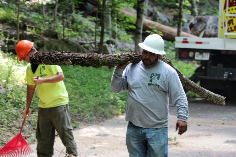 Mencer's Tree Service gallery 8