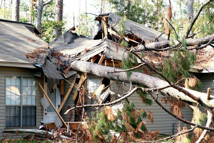 Mencer's Tree Service gallery 6