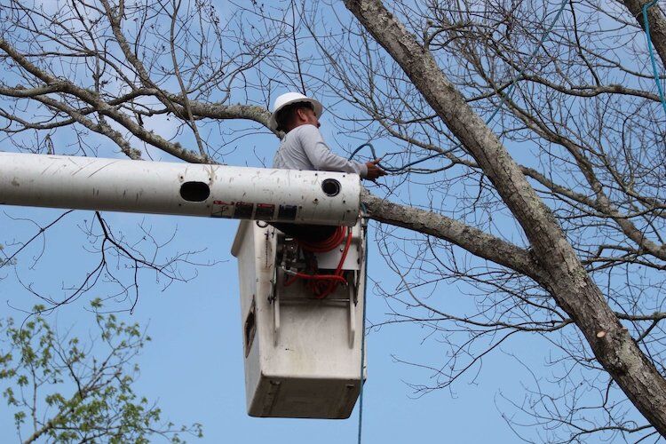 Mencer's Tree Service gallery 5