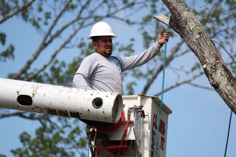 Mencer's Tree Service gallery 2