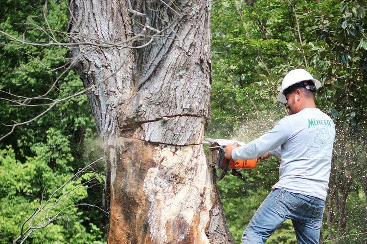Mencer's Tree Service gallery 3